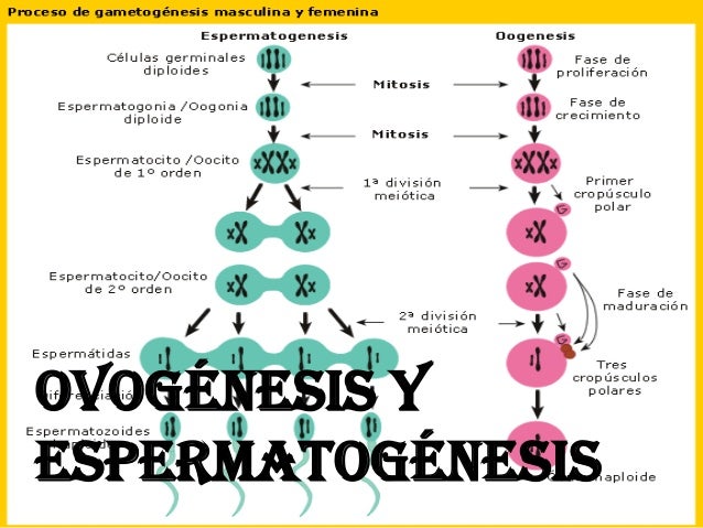 Espermatogenesis Y Ovogenesis Pdf