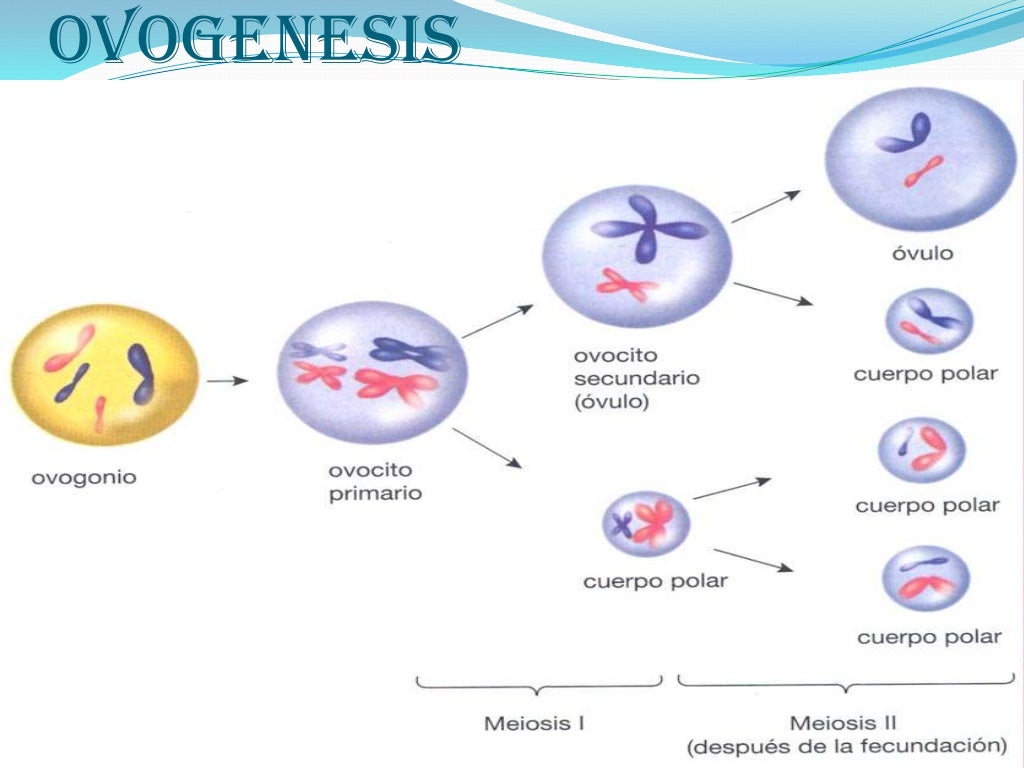 Ovogénesis Y Espermatogénesis