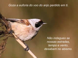 Goza a euforia do voo do anjo perdido em ti.
Não indagues se
nossas estradas,
tempo e vento,
desabam no abismo.
 