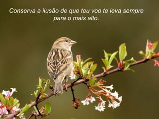 Conserva a ilusão de que teu voo te leva sempre
para o mais alto.
 