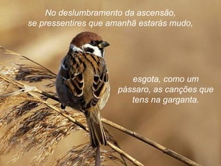 No deslumbramento da ascensão,
se pressentires que amanhã estarás mudo,
esgota, como um
pássaro, as canções que
tens na garganta.
 