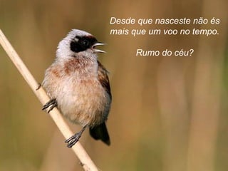 Desde que nasceste não és
mais que um voo no tempo.
Rumo do céu?
 