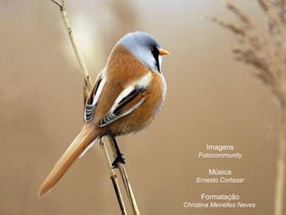 Imagens
Fotocommunity
Música
Ernesto Cortazar
Formatação
Christina Meirelles Neves
 