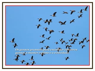 Os gansos grasnam para encorajar os outrosOs gansos grasnam para encorajar os outros
gansos a manter o ritmo e a velocidade.gansos a manter o ritmo e a velocidade.
 