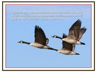 Quando por algum motivo, uma ave necessita sairQuando por algum motivo, uma ave necessita sair
da formação, outras duas aves a acompanham atéda formação, outras duas aves a acompanham até
que as dificuldades sejam superadas.que as dificuldades sejam superadas.
 
