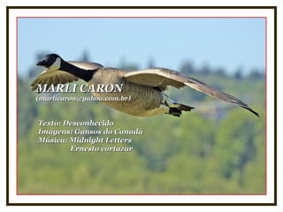 MARLI CARONMARLI CARON
(marlicaron@yahoo.com.br)(marlicaron@yahoo.com.br)
Texto: DesconhecidoTexto: Desconhecido
Imagens: Gansos do CanadáImagens: Gansos do Canadá
Música: Midnight LettersMúsica: Midnight Letters
Ernesto cortazarErnesto cortazar
 