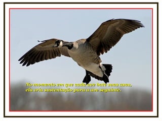 No momento em que cada ave bate suas asas,No momento em que cada ave bate suas asas,
ela cria sustentação para a ave seguinte.ela cria sustentação para a ave seguinte.
 