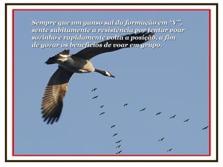 Sempre que um ganso sai da formação em “V”,Sempre que um ganso sai da formação em “V”,
sente subitamente a resistência por tentar voarsente subitamente a resistência por tentar voar
sozinho e rapidamente volta a posição, a fimsozinho e rapidamente volta a posição, a fim
de gozar os benefícios de voar em grupo.de gozar os benefícios de voar em grupo.
 