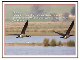 Lição:Lição:
Existe força, poder e segurança no grupo,Existe força, poder e segurança no grupo,
quando compartilham das mesmas intenções equando compartilham das mesmas intenções e
finalidades.finalidades.
 