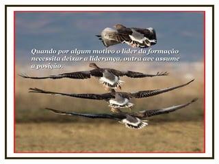 Quando por algum motivo o líder da formaçãoQuando por algum motivo o líder da formação
necessita deixar a liderança, outra ave assumenecessita deixar a liderança, outra ave assume
a posição.a posição.
 