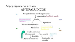 Mecanismo de acción
Sinergismo y bloqueo secuencial
 