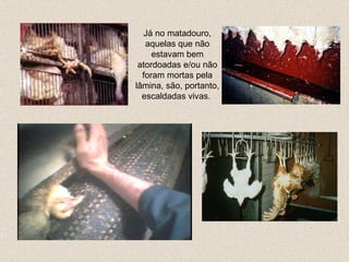 Já no matadouro, a quelas que não estavam bem atordoadas e/ou não foram mortas pela lâmina, são, portanto, escaldadas vivas.  