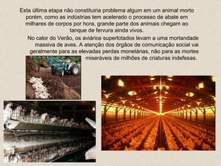 Esta última etapa não constituiria problema algum em um animal morto porém, como as indústrias tem acelerado o processo de abate em milhares de corpos por hora, grande parte dos animais chegam ao tanque de fervura ainda vivos. No calor do Verão, os aviários superlotados levam a uma mortandade massiva de aves. A atenção dos órgãos de comunicação social vai geralmente para as elevadas perdas monetárias, não para as mortes miseráveis de milhões de criaturas  indefesas .  