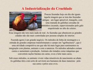 Essa imagem não tem mais nada de real. As fazendas que abastecem as grandes cidades não são mais controladas por pessoas simples do interior.  Fazenda agora é um grande negócio. Os métodos de linha de montagem e a entrada de grandes empresas transformaram o campo em "agribusiness“ , que é  uma atividade competitiva em que não há mais lugar para sentimentos ou integração com plantas, animais e com a natureza. Os métodos adotados cortam custos e aumentam a produção. Animais são tratados como máquinas que convertem rações baratas em carne, ovos e leite mais caros.  Sob esses métodos, os animais vivem vidas miseráveis do nascimento ao abate. As galinhas têm a má sorte de servirem aos humanos de duas maneiras:  pela sua carne e pelos seus ovos. Poucas fazendas hoje em dia são iguais àquela imagem que se tem das fazendas antigas:  um lugar aprazível, tranquilo, com uma manada de galinhas cercadas de pintinhos ciscando, supervisionados pelo galo empoleirado no alto do celeiro.  A Industrialização da Crueldade 