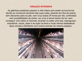 CRIAÇÃO INTENSIVA A s galinhas  poedeiras  passam a vida inteira sem poder se locomover   devido ao minúsculo tamanho das suas celas ,  pisando em fios de arame, sem descanso para os pés, com a luz acesa 24 horas por dia, confinadas sem possibilidades de andar ,  ver a luz  e tomar banho  d e  sol ,  sem conseguir virar sobre si mesm a s, levantar  ou bater  uma asa , espreguiçar, empoleirar, ciscar, pisar e se sujar na terra  e muito menos estabelecer laços sociais e familiares com outros animais da mesma esp é cie.  