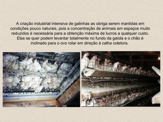 A criação industrial intensiva de galinhas as obriga serem mantidas em condições pouco naturais, pois a concentração de animais em espaços muito reduzidos é necessária para a obtenção máxima de lucros  a qualquer custo .   Elas se quer podem levantar totalmente no fundo da gaiola  e  o chão é inclinado para o ovo rolar em direção à calha coletora.  