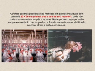 Algumas  galinhas poedeiras são mantidas em gaiolas  individuais  com cerca de  20   x   20 cm  (menor que a tela de seu monitor) , onde não podem sequer esticar  os pés  e as asas. Neste pequeno espaço, estão sempre em contacto com as grades, sofrendo perda de penas , debilidade, neurose, stress  e lesões constantes.  
