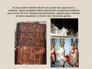 As aves sofrem também devido aos azares dos seus donos e criadores. Alguns granjeiros falidos abandonam as galinhas poedeiras para morrer de fome.  Quando são descobertas, apenas jazem milhares de seus esqueletos no interior das minúsculas gaiolas. 