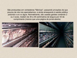 São produzidas em verdadeiras "fábricas", passando privações de que poucos de nós nos apercebemos,  e ainda  ameaçando à saúde pública poluindo  o  ar e a água.   Normalmente, são usadas gaiolas contendo 2 ou 3 aves ,  medem de 30 a 35 centímetros de largura por 43 de comprimento (menos que uma página de jornal aberta).  