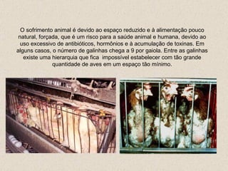 O sofrimento animal é devido ao espaço reduzido e à alimentação pouco natural, forçada, que é um risco para a saúde animal e humana, devido ao uso excessivo de antibióticos, hormônios e à acumulação de toxinas.   Em alguns casos, o número de galinhas chega a 9 por gaiola.   Entre as galinhas existe uma hierarquia que fica  impossível estabelecer com tão grande quantidade de  aves  em um espaço  tão  mínimo. 