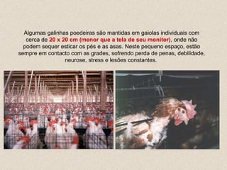 Algumas  galinhas poedeiras são mantidas em gaiolas  individuais  com cerca de  20   x   20 cm  (menor que a tela de seu monitor) , onde não podem sequer esticar  os pés  e as asas. Neste pequeno espaço, estão sempre em contacto com as grades, sofrendo perda de penas , debilidade, neurose, stress  e lesões constantes.  