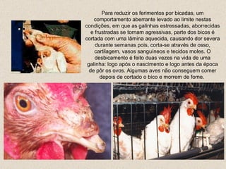 Para reduzir os ferimentos por bicadas, um comportamento aberrante levado ao limite nestas condições, em que as galinhas estressadas, aborrecidas e frustradas se tornam agressivas, parte dos bicos é cortada  com uma lâmina aquecida ,  causando dor severa durante semanas  pois ,  corta-se através de osso, cartilagem , vasos sanguíneos  e tecidos moles. O desbicamento é feito duas vezes na vida de uma galinha: logo após o nascimento e logo antes da época de pôr os ovos. Algumas aves não conseguem comer depois de cortado o bico e morrem de fome.  