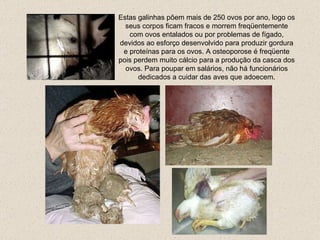 Estas galinhas põem mais de 250 ovos por ano, logo os seus corpos ficam fracos e morrem freqüentemente com ovos entalados ou por problemas de fígado, devidos ao esforço desenvolvido para produzir gordura e proteínas para os ovos. A osteoporose é freqüente pois perdem muito cálcio para a produção da casca dos ovos.  Para poupar em salários, não há funcionários dedicados a cuidar das aves que adoecem. 