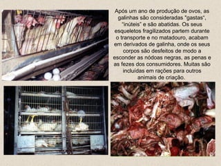 Após um ano de produção de ovos, as galinhas são consideradas "gastas“ , “inúteis”  e são abatidas. Os seus esqueletos fragilizados partem durante o transporte e no matadouro, acabam em derivados de galinha, onde os seus corpos são desfeitos de modo a esconder as nódoas negras , as penas e as fezes  dos consumidores. Muitas são incluídas em rações para outros animais de criação.  