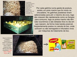 Por cada galinha numa gaiola de postura, existiu um pinto macho que foi morto na chocadeira. As galinhas poedeiras foram selecionadas para pôr o máximo de ovos, logo não crescem tão rapidamente como os frangos para consumo, logo os pintos macho não têm valor econômico e são deitados fora no dia em que nascem, da forma mais barata possível, freqüentemente postos no caixote do lixo, onde sufocam ou são esmagados e  triturados vivos  por máquinas de tratamento de lixo.  Alguns produtores evitando o “desperdício”, moem os pintinhos vivos, com penas e fezes e depois temperam para fabricar derivados de galinha ( Caldo Knorr, Maggi, Arisco , etc...) Os pintinhos machos que nascem nas granjas são descartados, vivos , moídos numa espécie de liquidificador gigante. O utros são incinerados ou enterrados  vivos . 