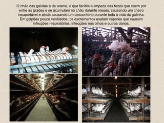 O chão das gaiolas é de arame, o que facilita a limpeza das  f ezes que caem por entre as grades e se acumulam no chão durante meses ,  causando um cheiro insuportável  e ainda  causa ndo um  desconforto durante toda a vida da galinha.   Em galpões pouco ventilados, os excrementos exalam vapores que causam infecções respiratórias, infecções nos olhos e outros danos . 