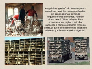 As galinhas  “gastas”  são levadas para o matadouro , famintas, ossos quebrados,  em caixas abertas, sofrendo freqüentemente ferimentos.  Não têm direito nem à última refeição. Para economizar em ração, o avicultor suspende o alimento 30 horas antes do abate, já que o abatedouro não paga pelo alimento que fica no aparelho digestivo. 