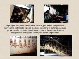 Logo após  são penduradas pelas patas e, por vezes, mergulhadas num banho eletrificado para as atordoar e acelerar a matança. As suas gargantas são cortadas, geralmente por uma lâmina mecânica, e mergulhadas em água a ferver para serem depenadas. 