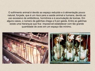 O sofrimento animal é devido ao espaço reduzido e à alimentação pouco natural, forçada, que é um risco para a saúde animal e humana, devido ao uso excessivo de antibióticos, hormônios e à acumulação de toxinas.   Em alguns casos, o número de galinhas chega a 9 por gaiola.   Entre as galinhas existe uma hierarquia que fica  impossível estabelecer com tão grande quantidade de  aves  em um espaço  tão  mínimo. 