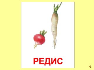 РЕДИС
 