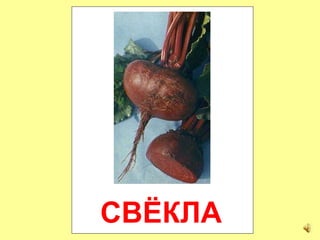 СВЁКЛА
 