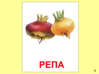 РЕПА
 
