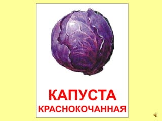 КАПУСТА
КРАСНОКОЧАННАЯ
 