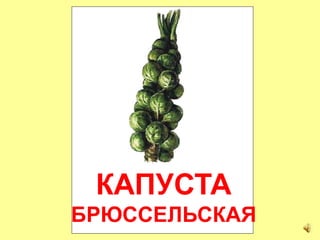 КАПУСТА
БРЮССЕЛЬСКАЯ
 