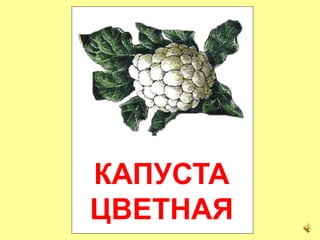 КАПУСТА
ЦВЕТНАЯ
 