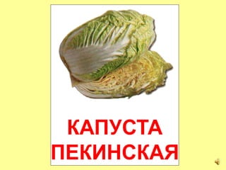 КАПУСТА
ПЕКИНСКАЯ
 