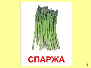 СПАРЖА
 