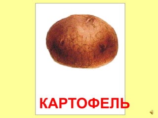 КАРТОФЕЛЬ
 