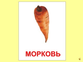 МОРКОВЬ
 