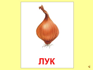 ЛУК
 