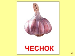 ЧЕСНОК
 