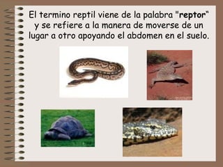 El termino reptil viene de la palabra "reptor“
y se refiere a la manera de moverse de un
lugar a otro apoyando el abdomen en el suelo.