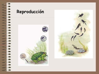 Reproducción