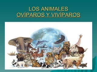 LOS ANIMALES OVÍPAROS Y VIVÍPAROS 