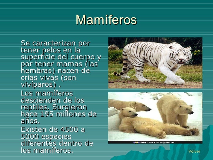 Ovíparos y vivíparos