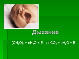 (СН2О)n + nH2O + E → nCO2 + nH2O + E
 